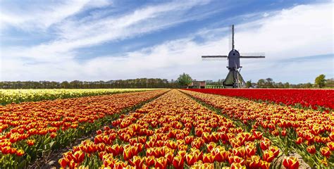 bulb fields tours from amsterdam.